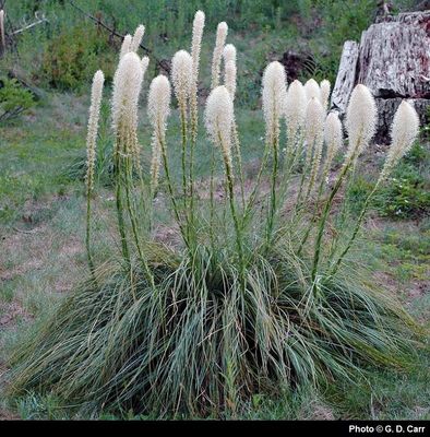 Beargrass Xerophyllum tenax