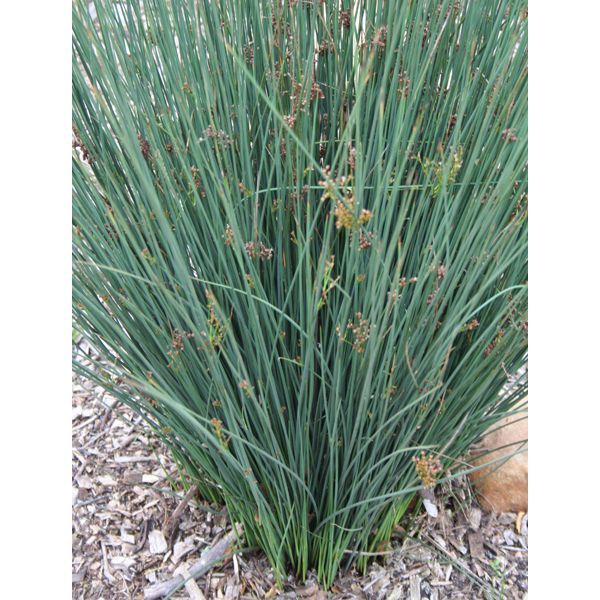 Rush, Spreading Juncus patens