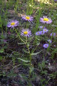 Fleabane, Showy Erigeron speciosus
