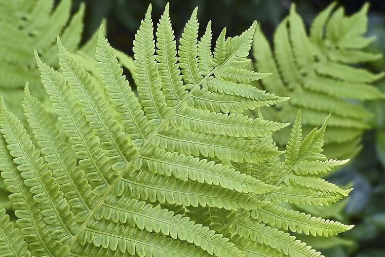 Fern, Lady Athyrium filix-femina
