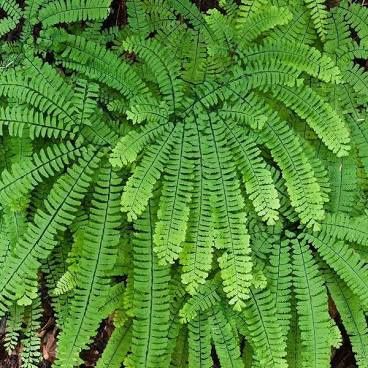Fern, Maidenhair Adiantum aleuticum