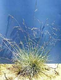 Fescue, Roemer&#39;s Festuca roemeri -var. roemeri