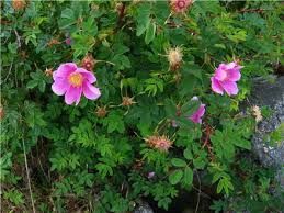 Rose, Nootka Rosa nutkana