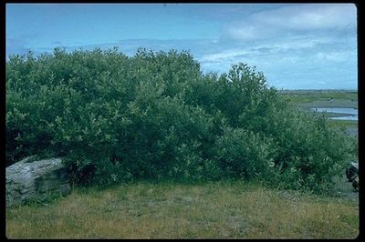 Willow, Coastal Salix hookeriana