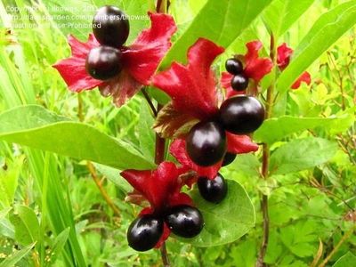 Twinberry, Black Lonicera involucrata