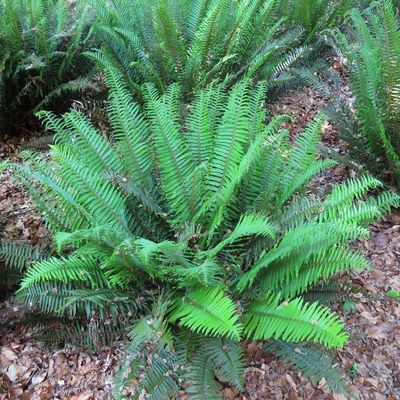Fern, Western Sword Polystichum munitum