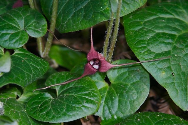 Ginger, Wild Asarum caudatum