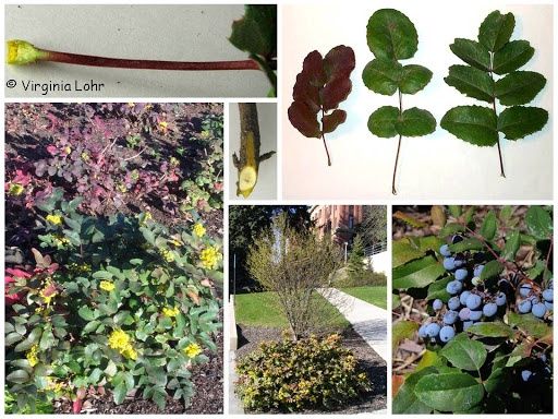 Oregon-grape, Creeping Mahonia repens