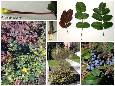 Oregon-grape, Creeping Mahonia repens