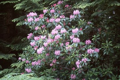 Rhododendron, Pacific Rhododendron macrophyllum