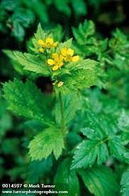 Avens, Large Leaf Geum macrophyllum