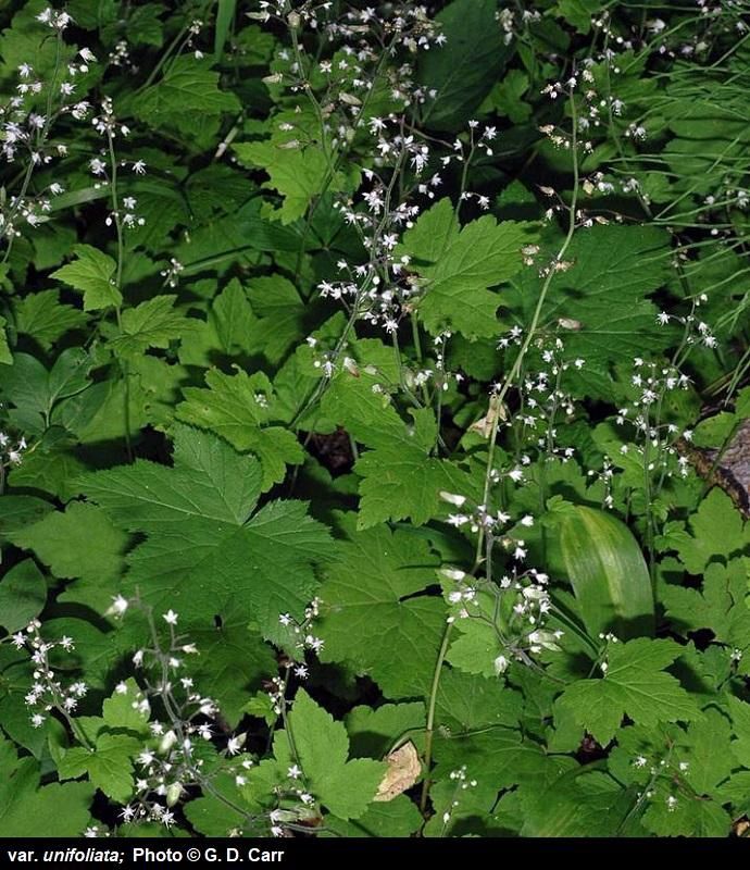 Foamflower, Three-leaf Tiarella trifoliata