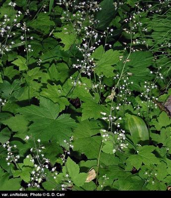 Foamflower, Three-leaf Tiarella trifoliata