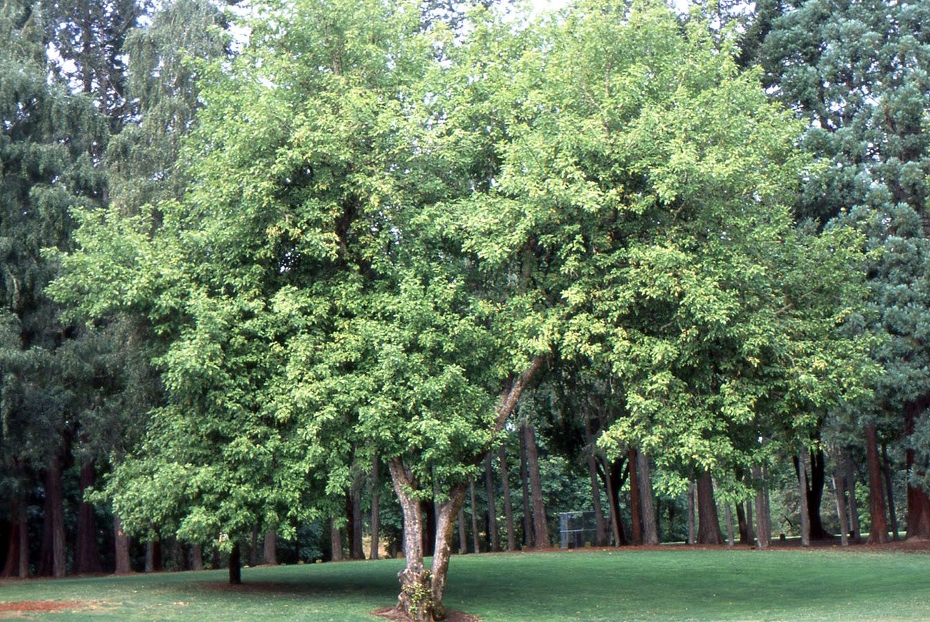 Ash, Oregon Fraxinus latifolia