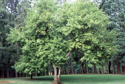 Ash, Oregon Fraxinus latifolia