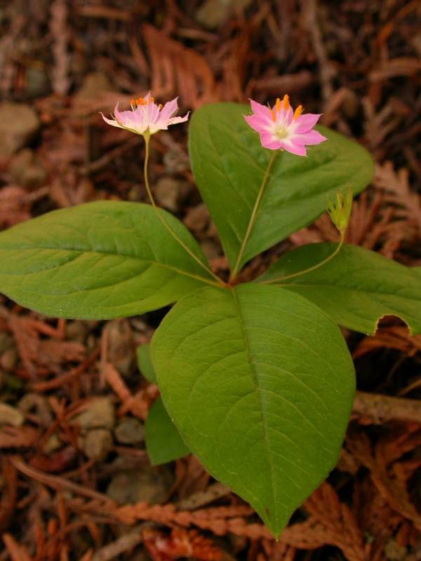 Starflower, Western Lysimachia latifolia