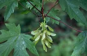 Maple, Big Leaf Acer macrophyllum