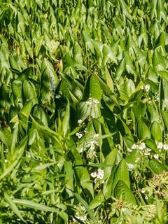 Wapato Sagittaria latifolia
