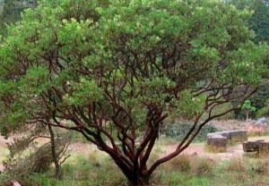 Manzanita, &#39;St Helena&#39; Arctostaphylos