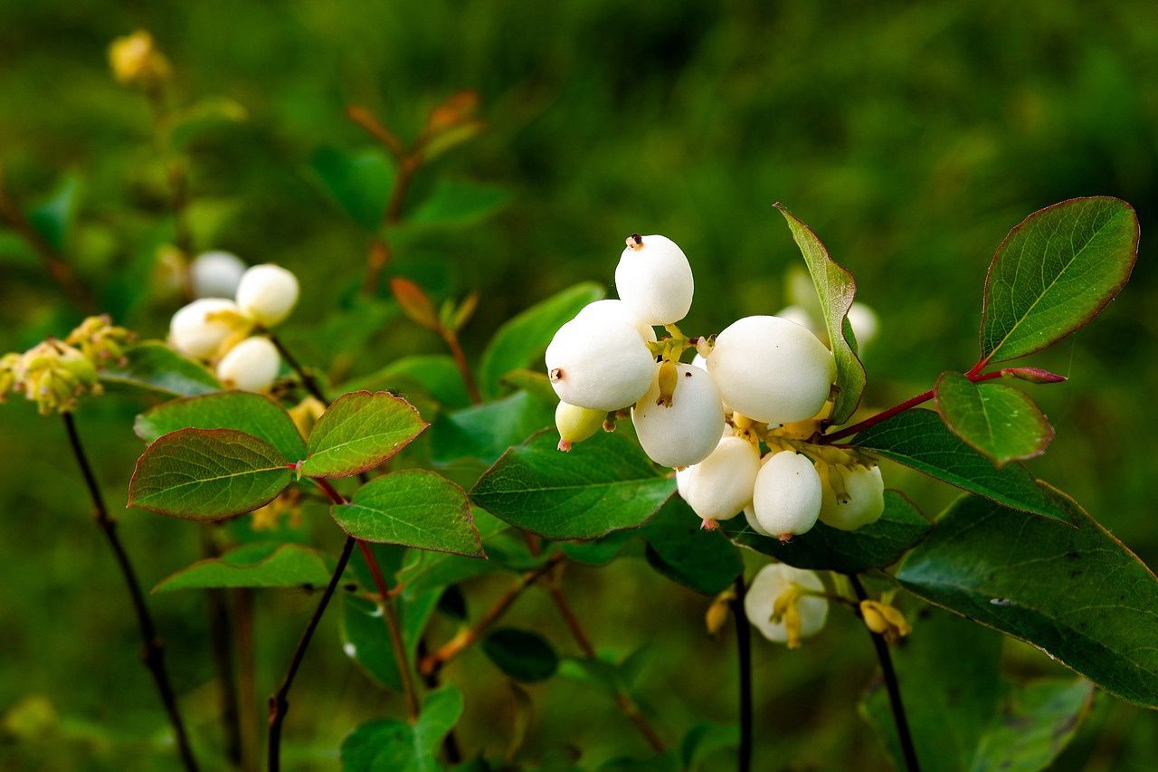 Snowberry, Common Symphoricarpos albus