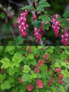 Currant, Red Flowering Ribes sanguineum