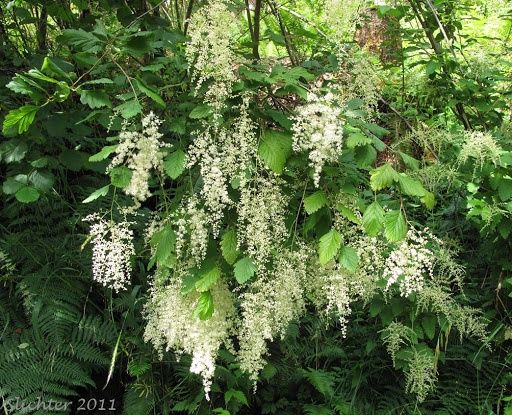 Ocean-spray, Hillside Holodiscus discolor