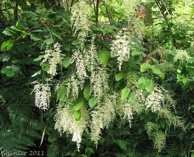 Ocean-spray, Hillside Holodiscus discolor
