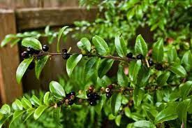 Huckleberry, Black Vaccinium membranaceum
