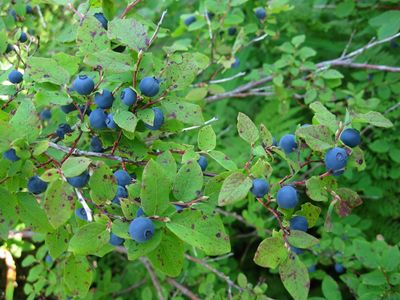 Huckleberry, Oval-leaf Vaccinium ovalifolium