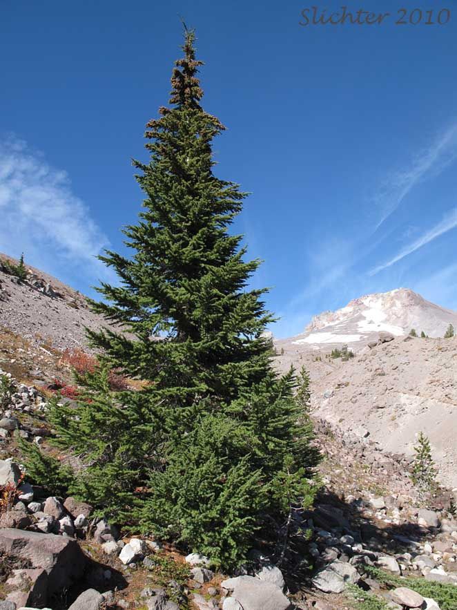 Hemlock, Mountain Tsuga mertensiana