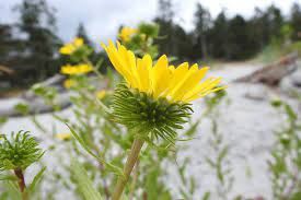 Gumweed, Puget Sound Grindelia integrifolia