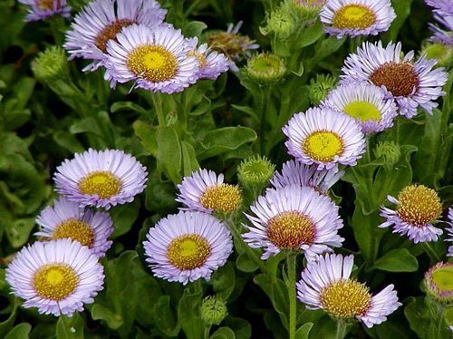 Fleabane, Seaside Erigeron glaucus