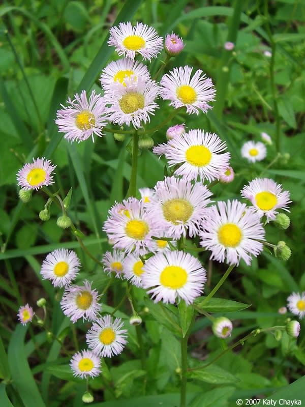 Fleabane, Philadelphia Erigeron philadelphicus