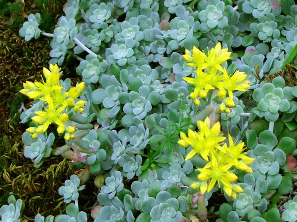 Stonecrop, Broadleaf Sedum spathulifolium