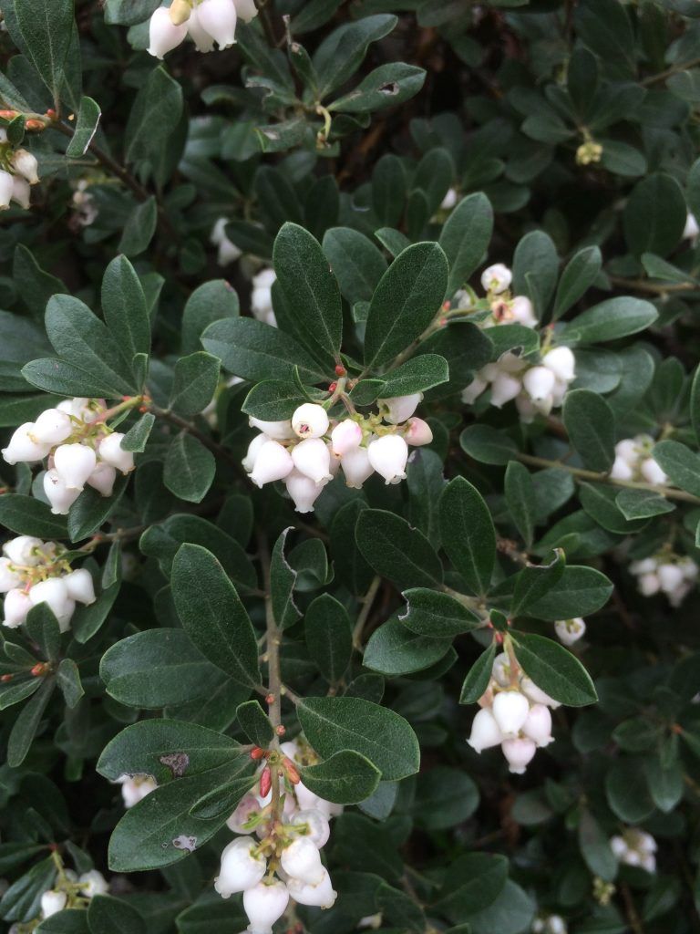 Manzanita, &#39;Martha Ewan&#39; Arctostaphylos