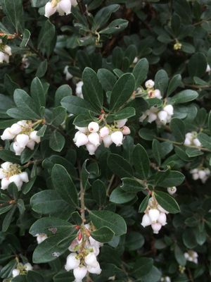 Manzanita, &#39;Martha Ewan&#39; Arctostaphylos