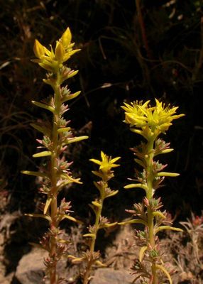 Stonecrop, Wormleaf Sedum stenopetalum