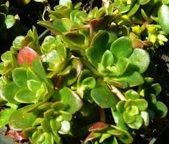 Stonecrop, Yosemitense Sedum spathulifolium ssp. yosemitense