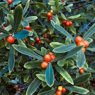 Buffaloberry, Silver Shepherdia argentea