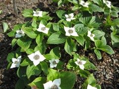 Bunchberry, Cornus canadensis