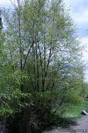 Alder, Sitka Alnus viridis-sinuata