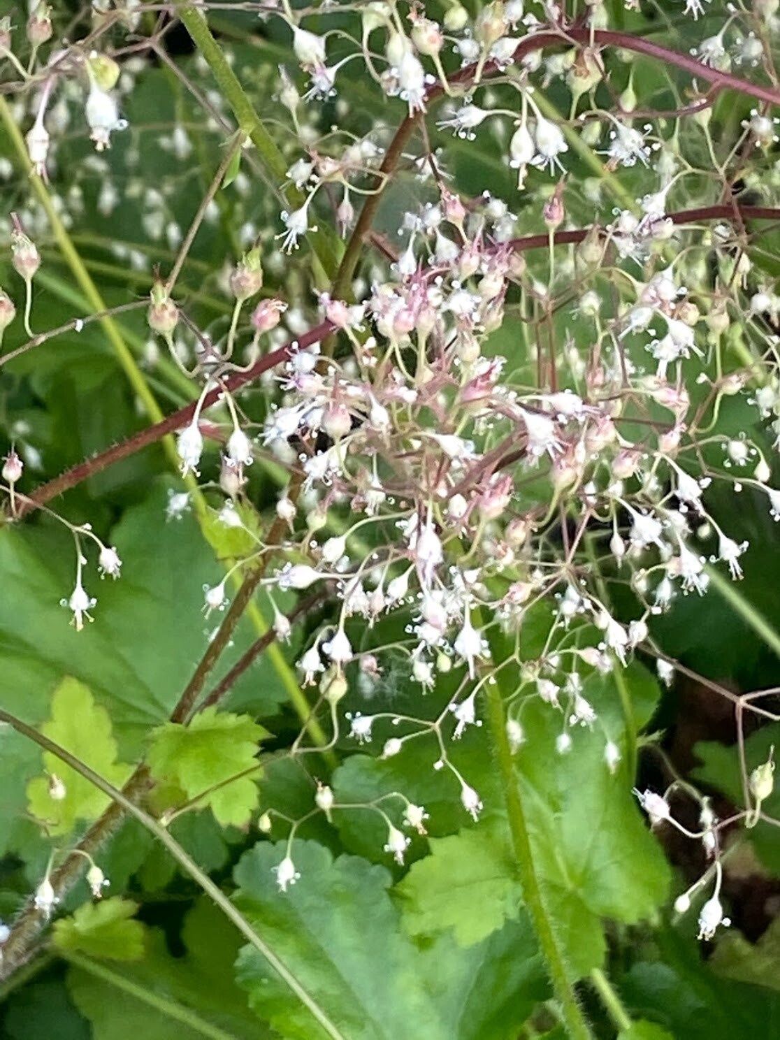 Alumroot, Small Flowered Heuchera micrantha