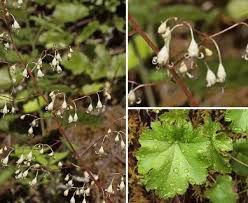 Alumroot, Smooth Heuchera glabra