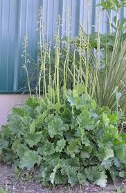 Alumroot, Tall Heuchera chlorantha