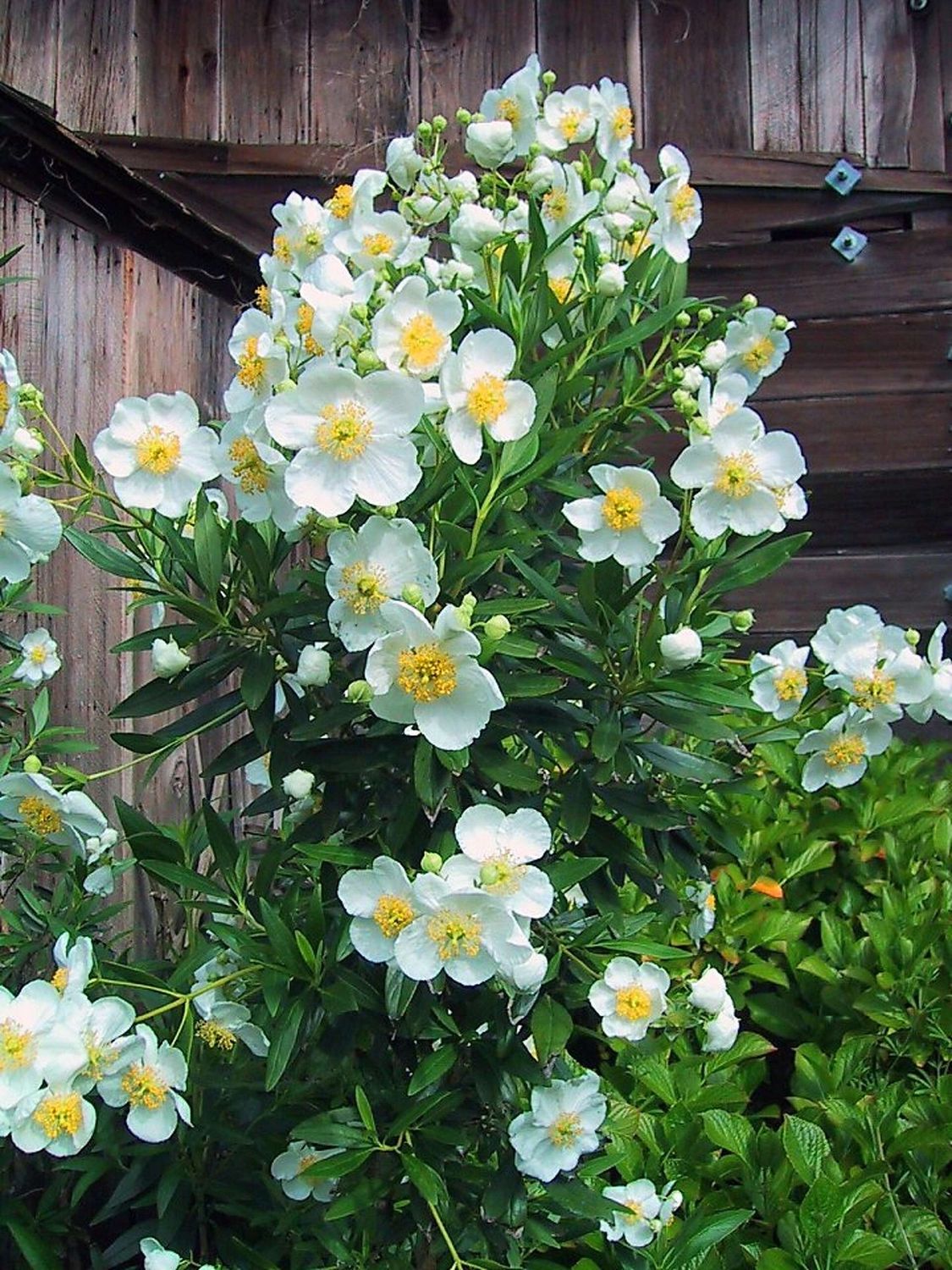 Anemone, Bush Carpenteria californica