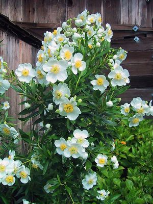 Anemone, Bush Carpenteria californica