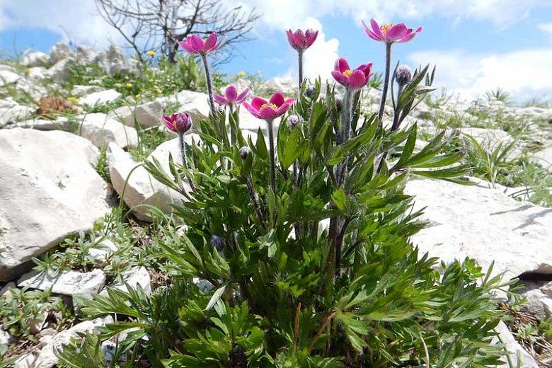 Anemone, Pacific Anemone multifida