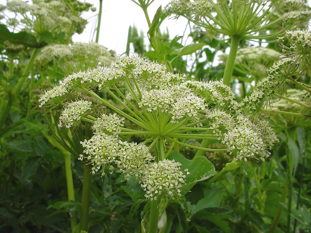 Angelica, seacoast Angelica lucida