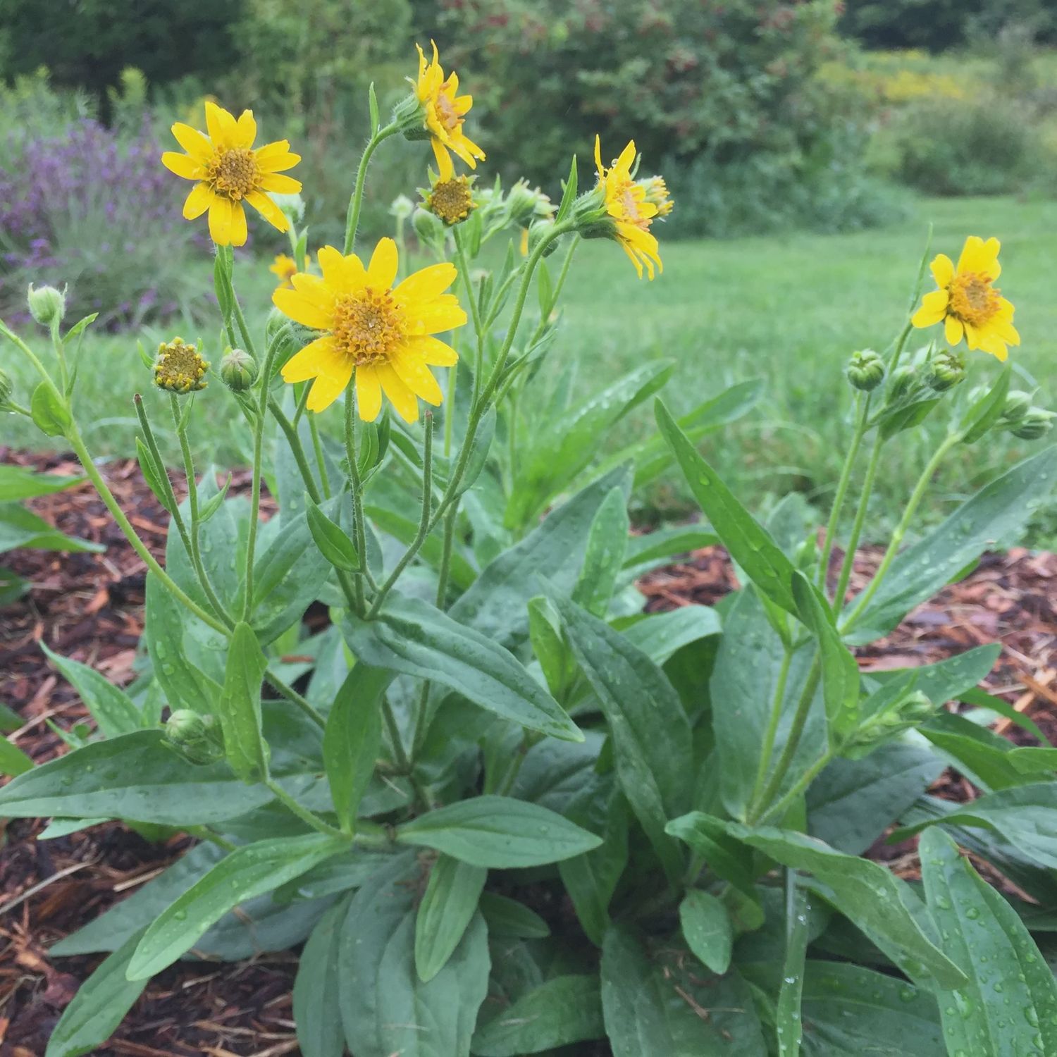 Arnica, Meadow Arnica chamissonis