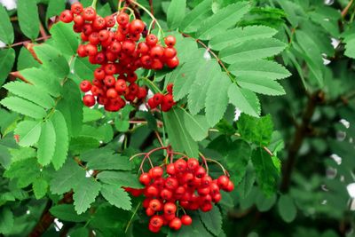 Ash, European Mt. Sorbus aucuparia